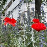 Princesse de Clèbes se dévoile