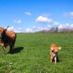 Bérengère élève des vaches de l\'Aubrac et répond à Maître Roger