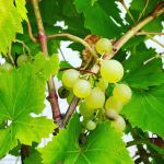 Éric Morain avocat et vin naturel